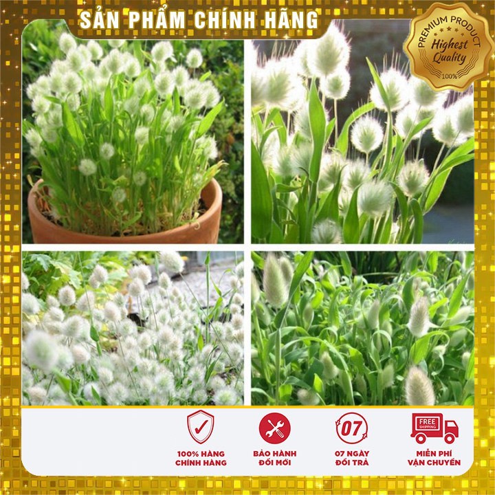 Hạt Giống Cỏ Đuôi Thỏ ( 0,2 gram)