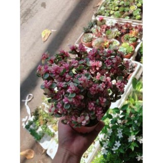 Cây đô la hồng giống mới