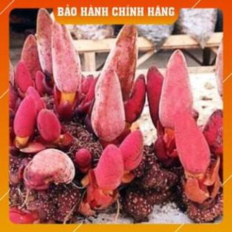 NẤM NGỌC CẨU Ngâm rượu bổ thận tráng dương cực hiệu quả túi 1kg