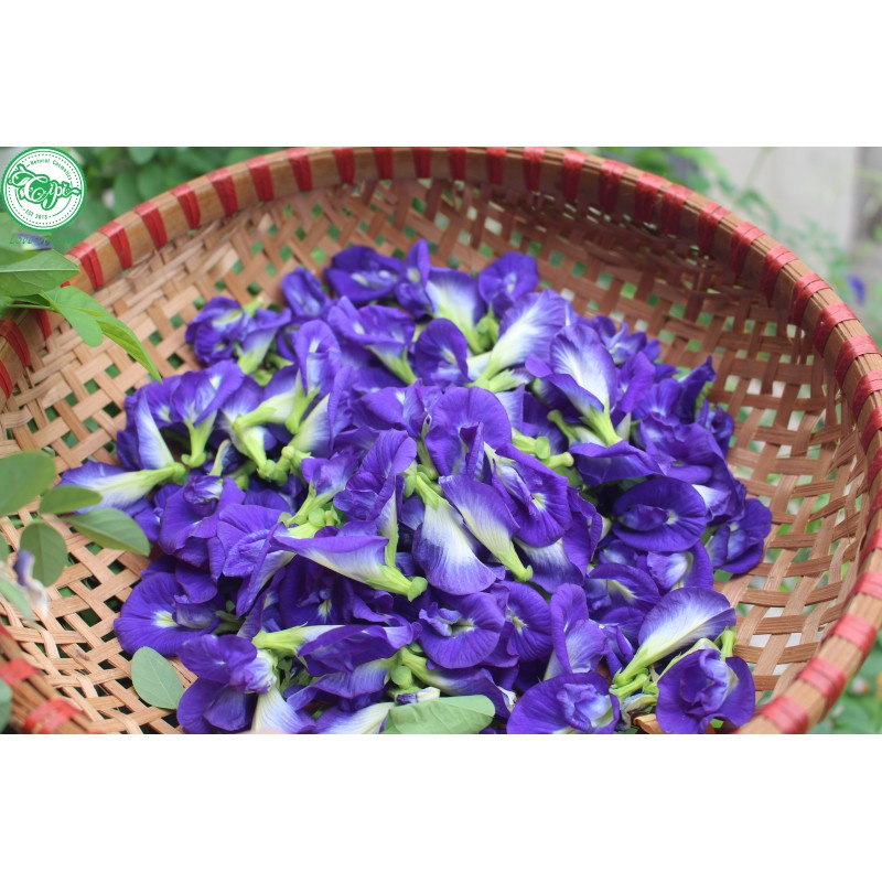 Hoa đậu biếc khô