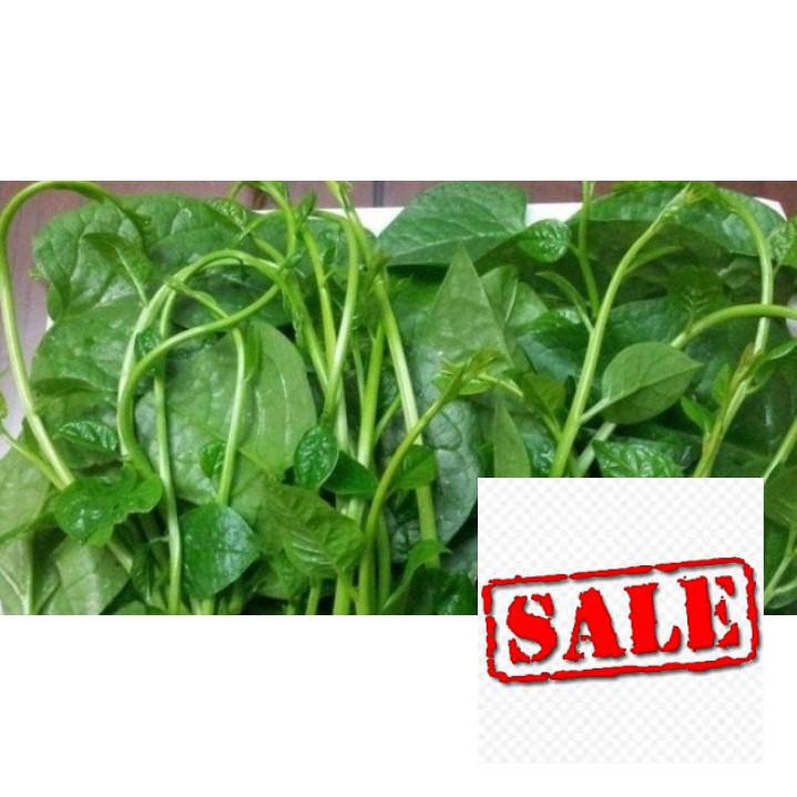 Gói 10 gr  giống rau mùng tơi SALE