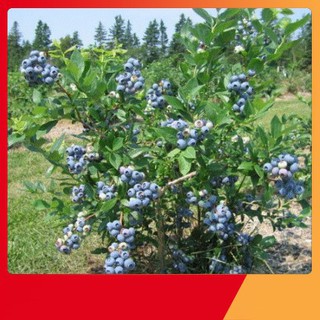 Hạt Giống Việt Quất Biberry