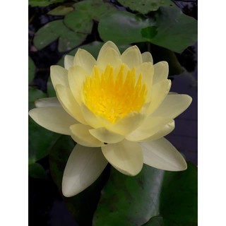 Cây hoa súng màu vàng hoàng anh K-06
