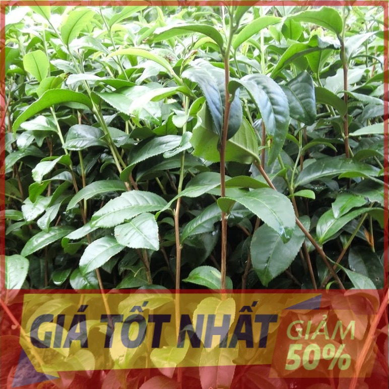 Cây giống CHÈ (trà) xanh - CHÈ (Tiên Thuý) / San Tuyết - CHÈ TÂN CƯƠNG