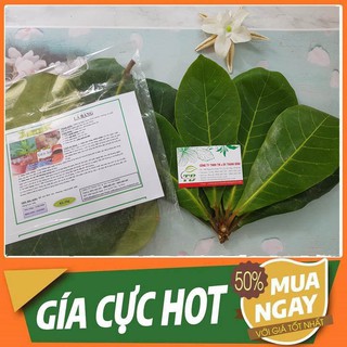 Lá Bàng Non 500g - Loại Tươi Nguyên Lá Chất Lượng