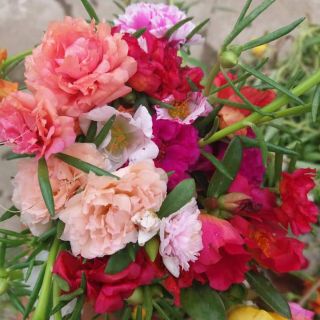 1kg hoa mươi giờ nhiều màu