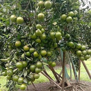 Cây quýt đường