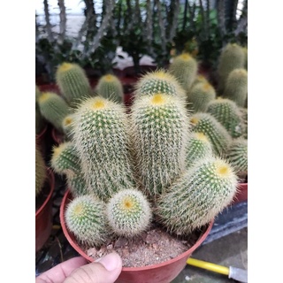 xương rồng len bụi