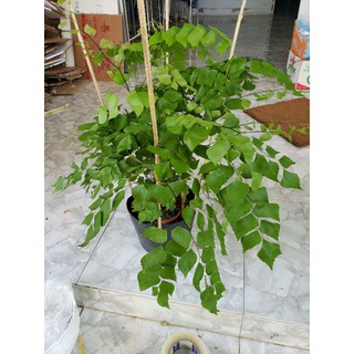 Tóc Thần Vệ Nữ