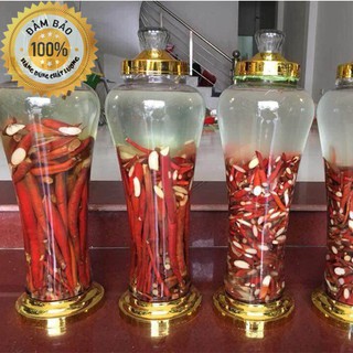 Sâm cau đỏ - Rừng Tây bắc