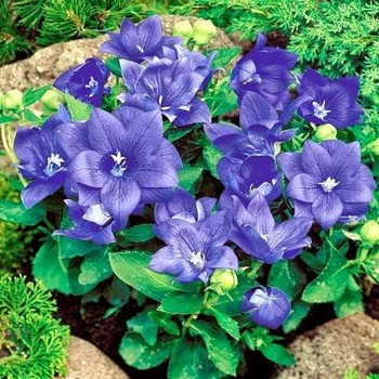 Hạt Giống Hoa cát cánh xanh blue 50 Hạt (golden seed)