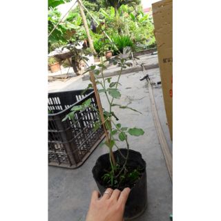 Hồng cổ Hải Phòng giâm cành