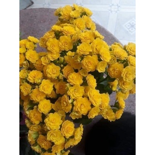 Sống đời cánh kép(cây giống)