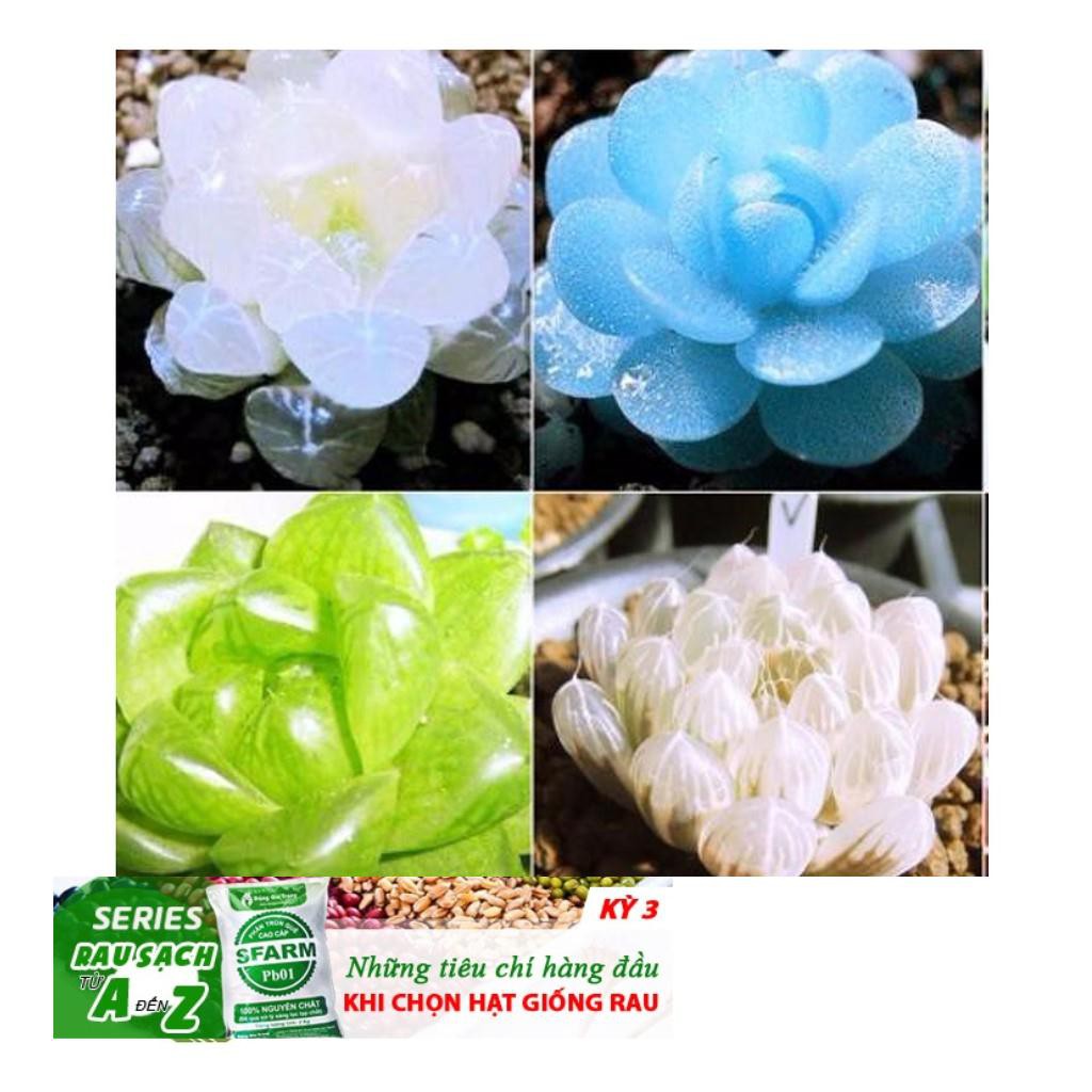 68A Hạt giống Sen đá Kim Cương