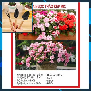 Hạt Giống Hoa Ngọc Thảo Kép Mix (Mai Địa Thảo) 20 Hạt TẶNG BỘ LÀM VƯƠN MINI