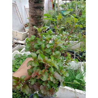 Chậu rau xà lách (cải) xoong Nhật (bầu bằng bọc)