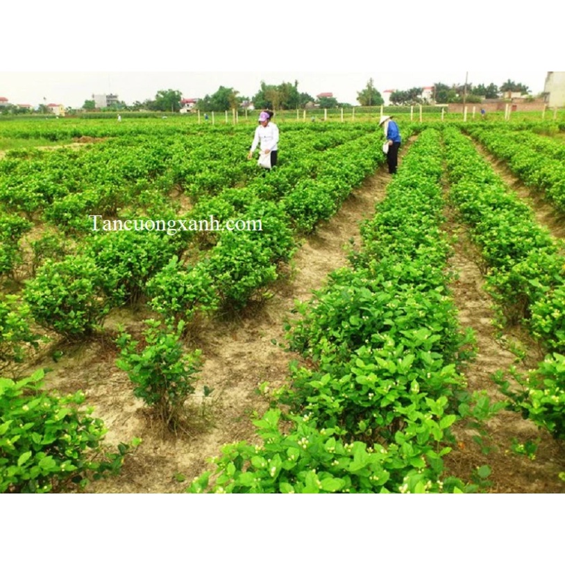 Trà Tân Cương- Trà Nhài Túi Lọc Thượng Hạng 40g