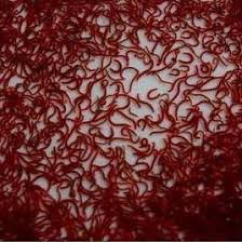 Trùng Huyết Vĩ - Chất Lượng Trùng Tốt - Thức Ăn Dinh Dưỡng cho Cá Cảnh