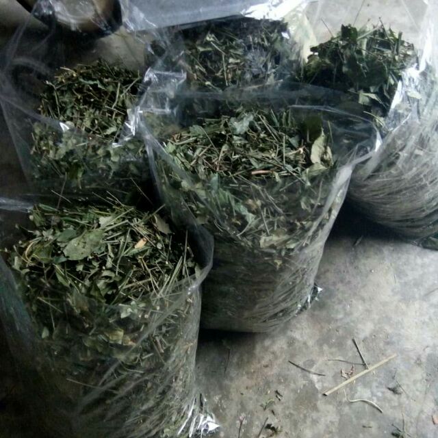 Chè vằng sẻ nghệ an
