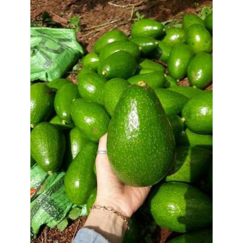 Bơ organic chuẩn sạch | BigBuy360 - bigbuy360.vn