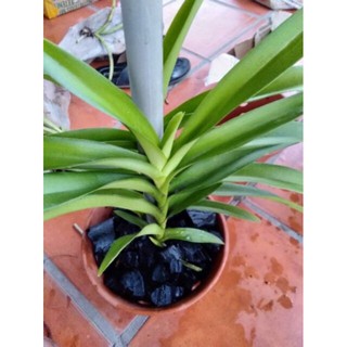 Lan mokara màu đỏ, cây giống cao 20-30cm ( combo 5,10 cây)