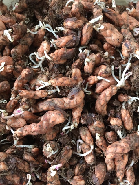 Cây hoa oxalic tím, Red butterfly wing