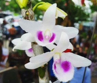LAN PHI ĐIỆP 5 CT HỌNG TÍM 10cm