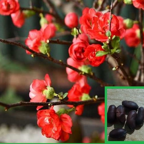 Hạt giống hoa mai trung quốc hoa màu đỏ -1 Gói 5 hạt-tặng kèm gói kích thích hạt nãy mầm