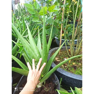 Cây nha đam thái trưởng thành