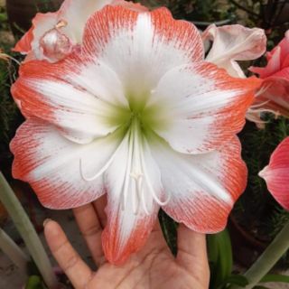 Củ Huệ Kép