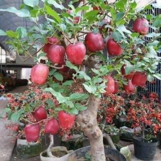 Hạt giống táo lùn đỏ mỹ