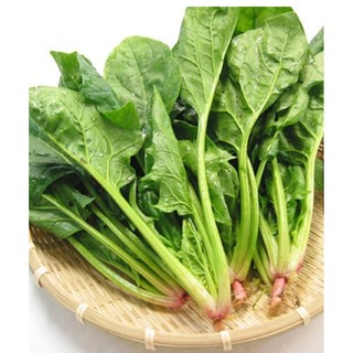 Hạt giống cải Bó xôi