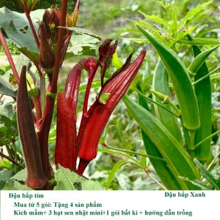 Hạt giống đậu bắp Xanh Tím