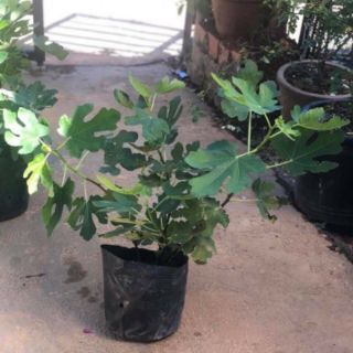 Cây sung Mỹ black geona