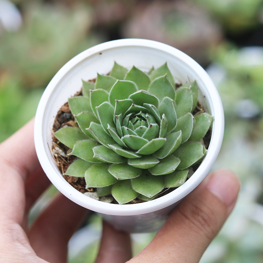 Sen đá Phật Bà, size 5-6 cm