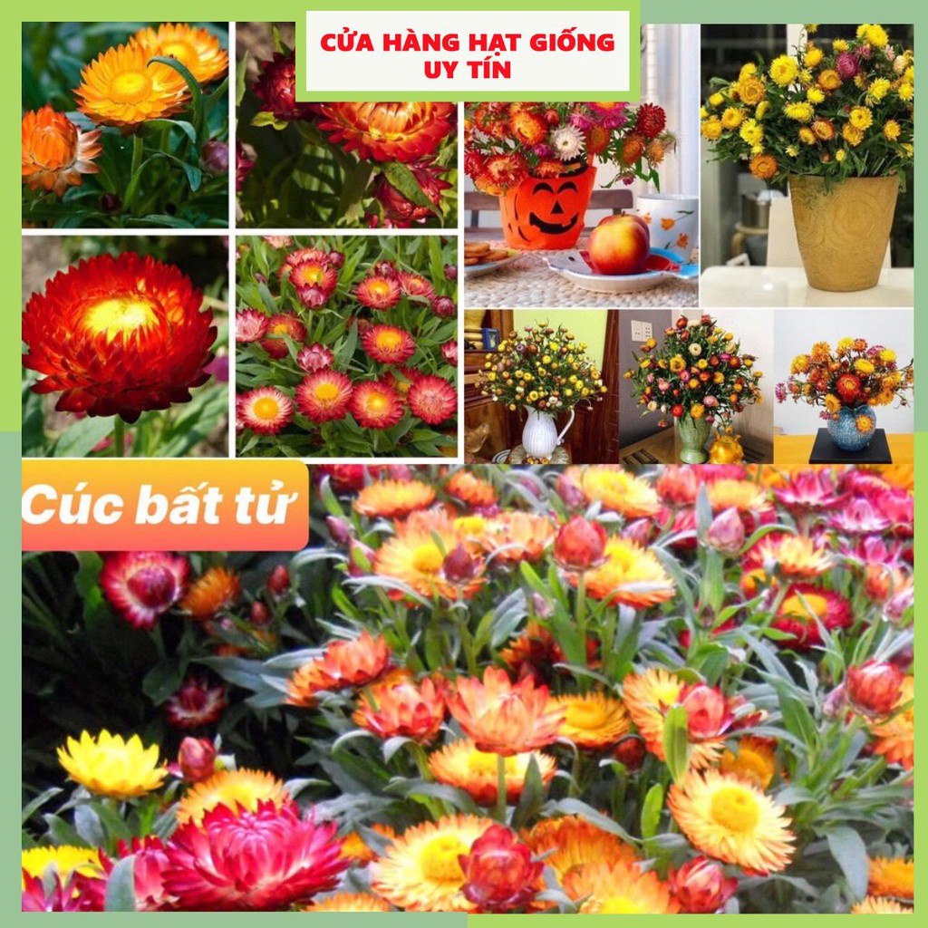 Hạt giống hoa cúc bất tử F1 Loại mix nhiều màu dễ trồng dễ chăm sóc hoa nở đẹp [ Gói 50gram,100gram,200gram]