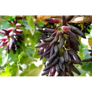 Cây Nho Phù Thủy FINGER GRAPE