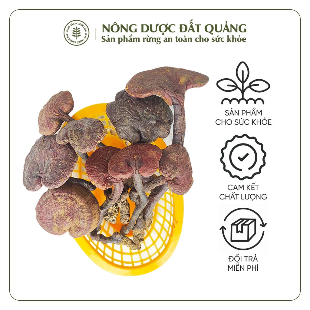 Nấm Lim Xanh Rừng QUẢNG NAM loại 1 | 500gram