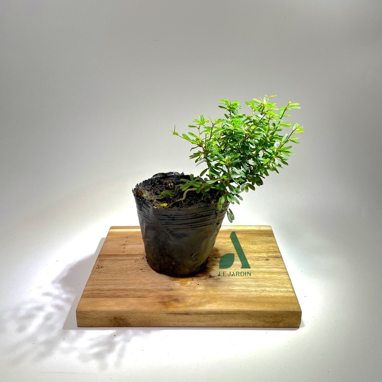 Bonsai mini  68  - Setup tiểu cảnh, terrarium, bán cạn, hòn non bộ - chịu được ẩm cao, thời tiết khắc nghiệt