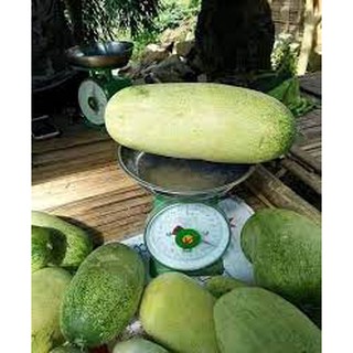Hạt giống dưa chuột mèo 50 hạt (TẶNG gói kích thích hạt nảy mầm)