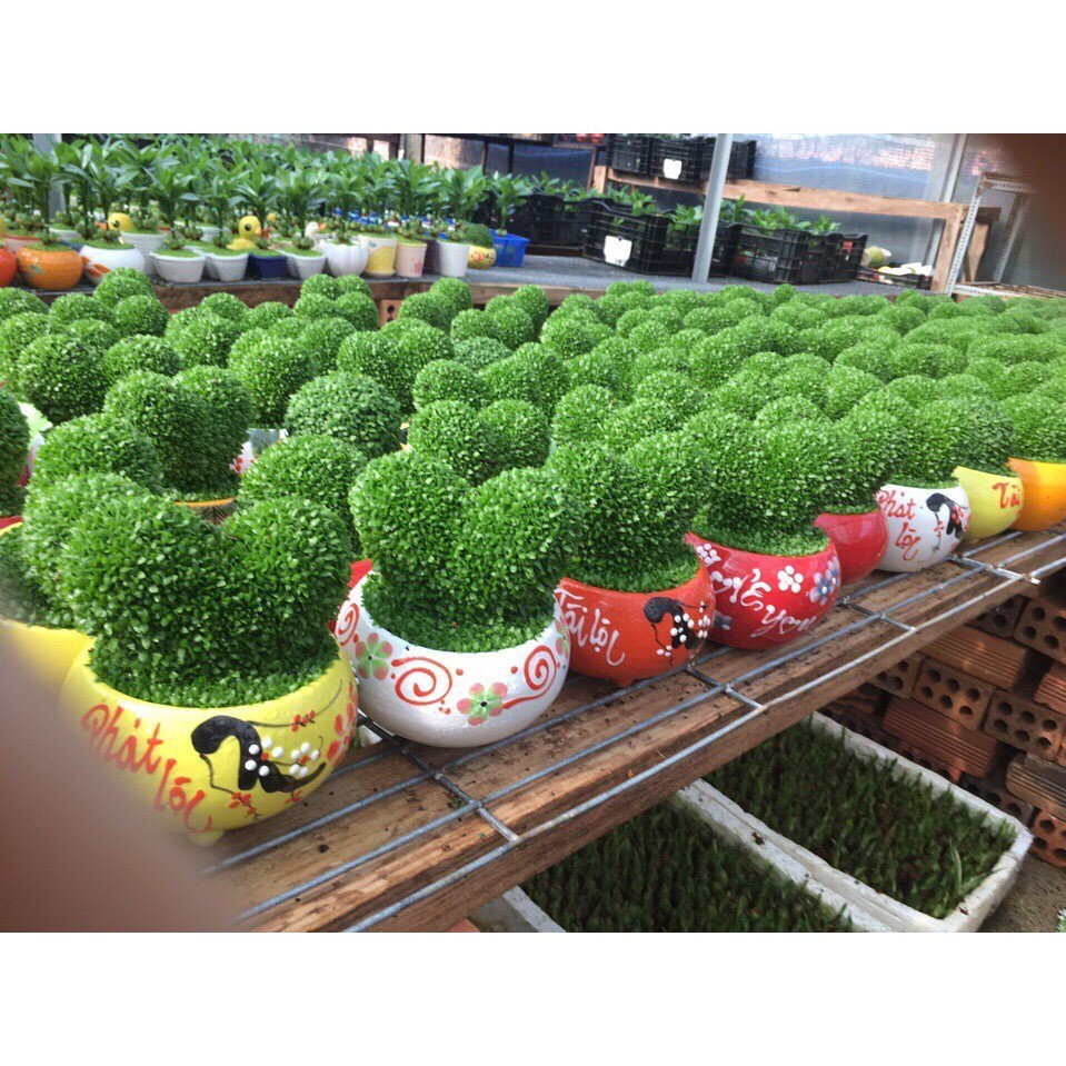 HẠT GIỐNG CỎ MAY MẮN - GÓI 1 GRAM