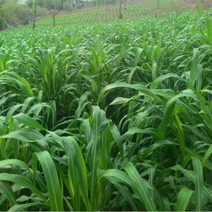 Cỏ Super Bmr  - Giống Cỏ Chăn Nuôi Cao Lương F1 Sorghum