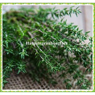 0.1gram Hạt giống cỏ xạ hương Thyme tặng kèm kích mầm