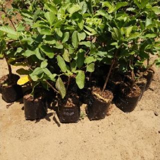 Ổi lê cây chiếc cành