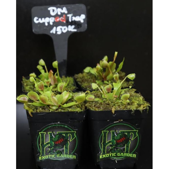 Cây Bắt Mồi-Cây Bẫy Kẹp-Dionaea muscipula 'Cupped Trap' tại HT-Exotic Garden