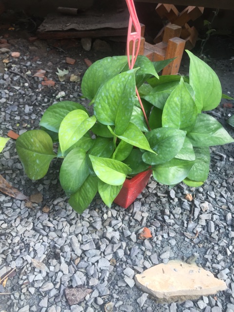 Trầu bà vàng + trầu bà thái xanh chậu treo mini