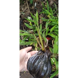 cây dừa nước giống