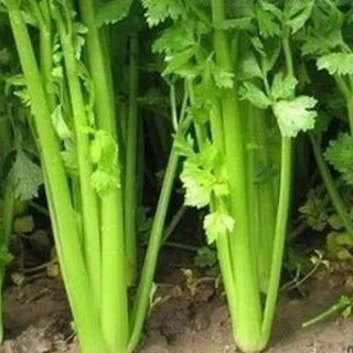 5Gr Hạt Giống Cần Tây Cao Sản luckyseed hạt siêu rẻ