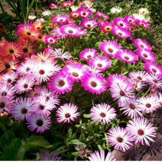 HẠT GIỐNG HOA CÚC CẦU VỒNG ( 50 HẠT) [shop uy tín]