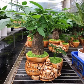 Cây Kim Ngân Để Bàn Nhiều Mẫu